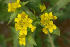 Brassica napus napus