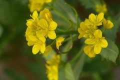 Brassica napus napus