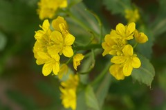 Brassica napus napus