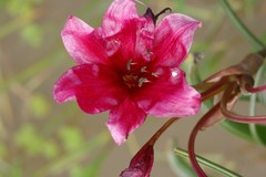 Crinum campanulatum