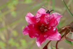 Crinum campanulatum