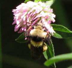 Bombus appositus