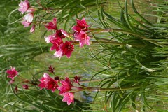 Crinum campanulatum