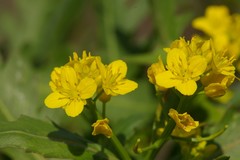 Brassica napus napus