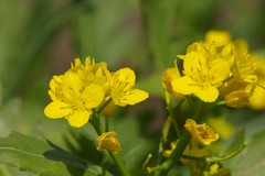 Brassica napus napus