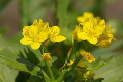 Brassica napus napus