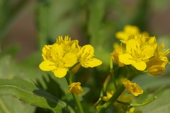 Brassica napus napus