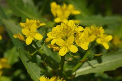 Brassica napus napus