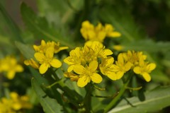 Brassica napus napus