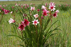 Crinum campanulatum