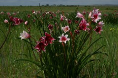 Crinum campanulatum