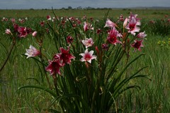 Crinum campanulatum