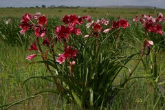 Crinum campanulatum