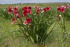 Crinum campanulatum