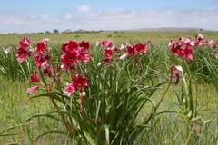 Crinum campanulatum