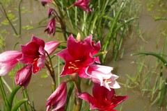 Crinum campanulatum