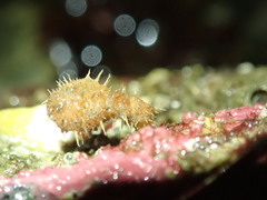 Boltenia villosa