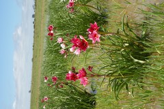 Crinum campanulatum