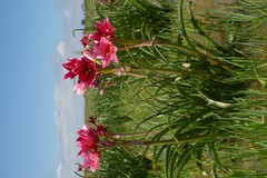 Crinum campanulatum