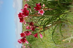 Crinum campanulatum