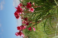 Crinum campanulatum