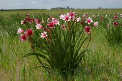 Crinum campanulatum