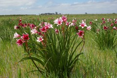 Crinum campanulatum