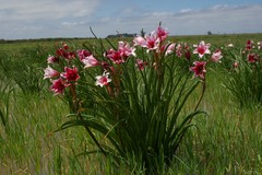 Crinum campanulatum