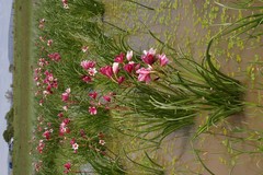 Crinum campanulatum