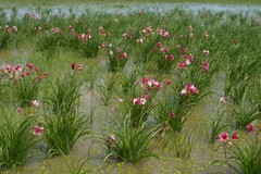 Crinum campanulatum