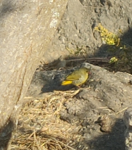 Amandava formosa observed 2026-01-29