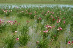 Crinum campanulatum