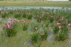 Crinum campanulatum