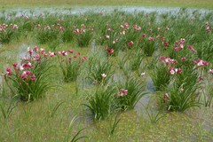 Crinum campanulatum