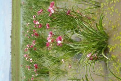 Crinum campanulatum