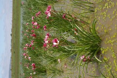 Crinum campanulatum