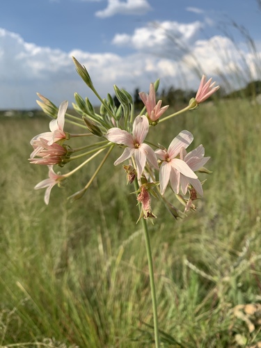 Pelargonium luridum