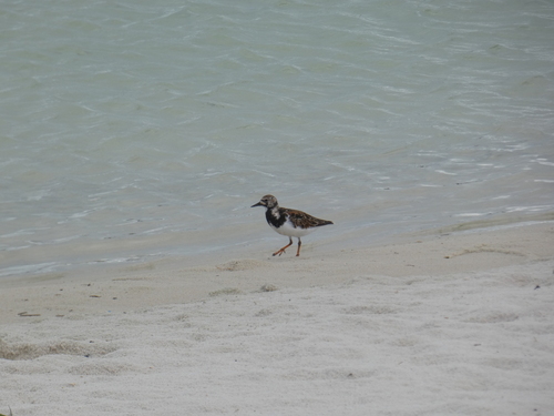 iNaturalist: (c) Bill Pranty, some rights reserved (CC BY-NC), uploaded by Bill Pranty iNaturalist image