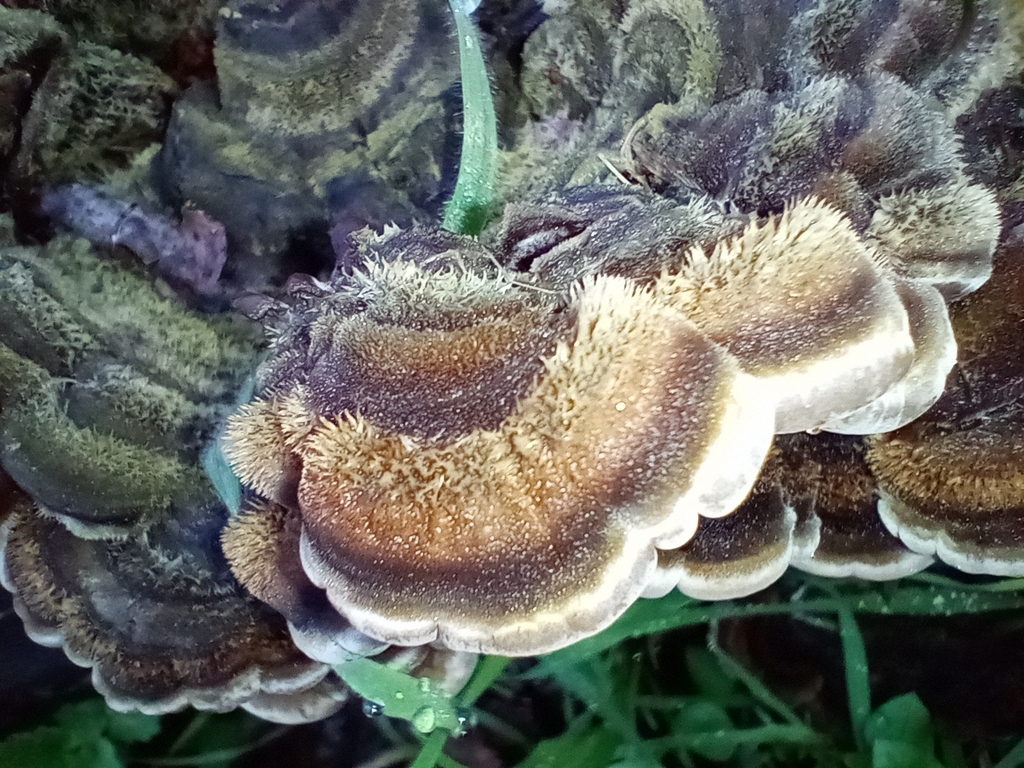 Auricularia mesenterica · January 2026 · photo: © filippo_ceragioli (iNaturalist, cc-by)