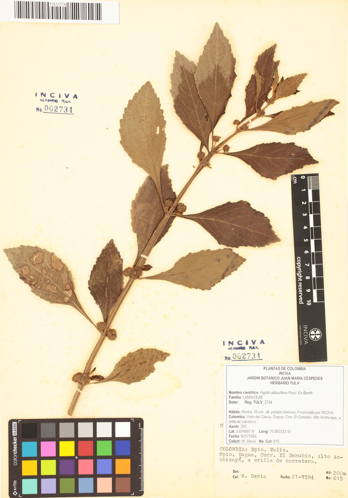 Hyptis obtusiflora