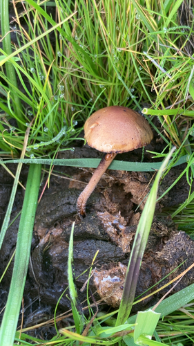 iNaturalist observation photo of Hymenogastraceae
