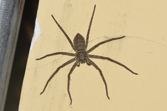 Heteropoda venatoria