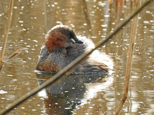 iNaturalist: (c) Neil Shepherd, some rights reserved (CC BY-NC), uploaded by Neil Shepherd iNaturalist image