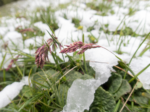 Alpine Bluegrass (Poa alpina)