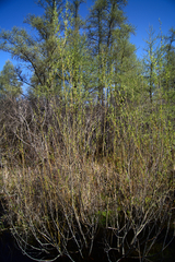 Salix pedicellaris