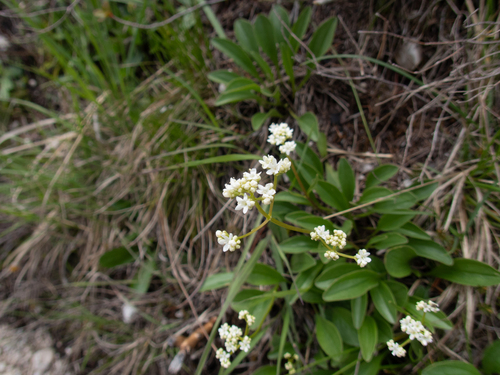rock valerian (Valeriana saxatilis)