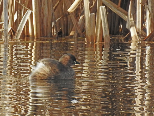 iNaturalist: (c) Neil Shepherd, some rights reserved (CC BY-NC), uploaded by Neil Shepherd iNaturalist image