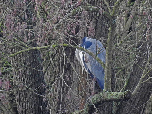 iNaturalist: (c) Neil Shepherd, some rights reserved (CC BY-NC), uploaded by Neil Shepherd iNaturalist image