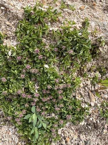 dwarf valerian (Valeriana supina)