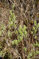 Salix pedicellaris